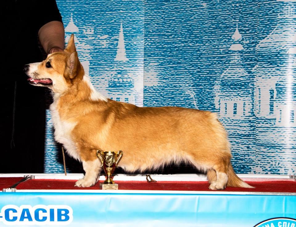Odessa Dog show results