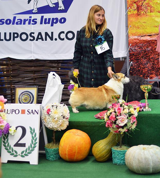Kiev dog show results 